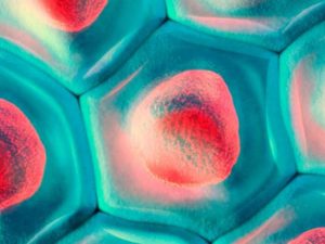 A84876_SREP_TOP_100_CELL_BIO_HERO_IMAGE_1200x675px_Proof1-c9bedd3f16f08fa7862e3215f2b2e4ea